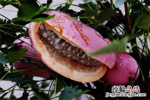 八月瓜産地在哪里 八月瓜的産地在哪里