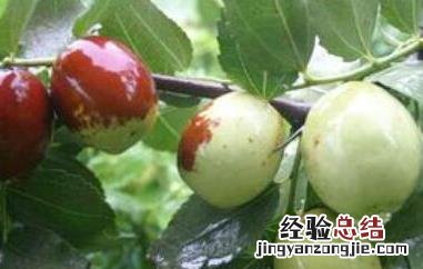 长木枣是什么 枣木是枣树吗