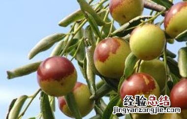 长木枣是什么 枣木是枣树吗