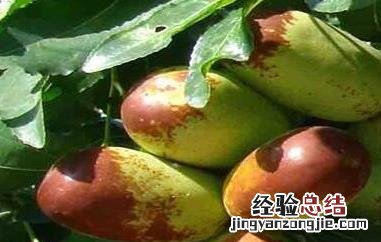 大王枣的功效与作用 大王枣的功效与作用图片