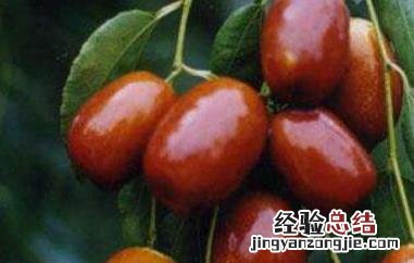 马牙枣什么时候成熟 马奶枣什么时候成熟