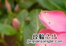 金达莱花的养殖方法和注意事项视频 金达莱花的养殖方法和注意事项