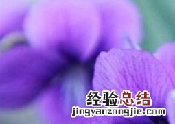 紫色的兰花怎么养 紫色兰草花如何养殖