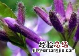紫色的兰花怎么养 紫色兰草花如何养殖
