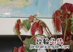麻叶海棠花可以在室内养吗 麻叶海棠花的养殖方法和注意事项
