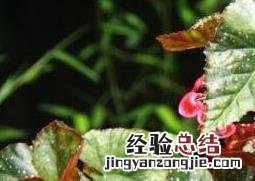 麻叶海棠花可以在室内养吗 麻叶海棠花的养殖方法和注意事项