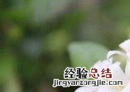 不适合放在客厅的植物有哪些图片 不适合放在客厅的植物有哪些