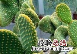 不适合放在客厅的植物有哪些图片 不适合放在客厅的植物有哪些