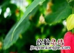 蔓性风铃花的养殖方法和注意事项 风铃花的种植方法和注意事项