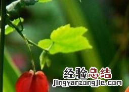 蔓性风铃花的养殖方法和注意事项 风铃花的种植方法和注意事项