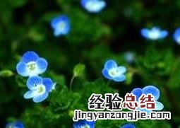 四季之星花的养殖方法和注意事项 四季月季花的养殖方法和注意事项
