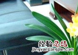 君子兰养殖方法和注意事项 室内君子兰花的养殖方法和注意事项
