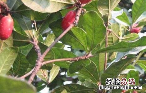 神秘果的功效与作用 神秘果的功效与作用图片