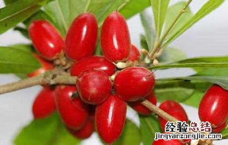 神秘果的功效与作用 神秘果的功效与作用图片