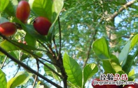 神秘果的功效与作用 神秘果的功效与作用图片