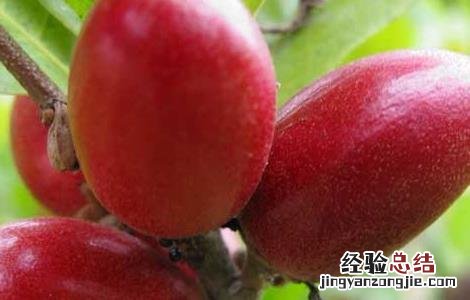 神秘果的功效与作用 神秘果的功效与作用图片