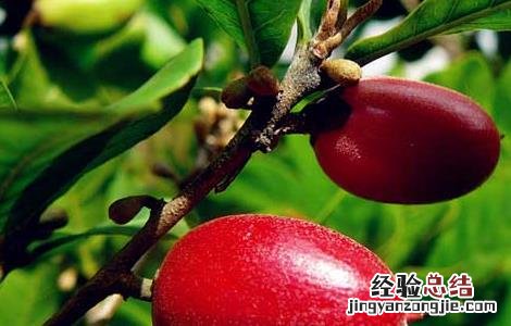 神秘果的功效与作用 神秘果的功效与作用图片