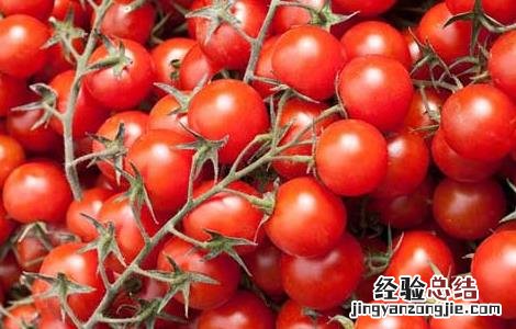 圣女果是凉性还是热性孕妇能吃吗 圣女果是凉性还是热性