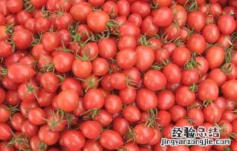 圣女果是凉性还是热性孕妇能吃吗 圣女果是凉性还是热性