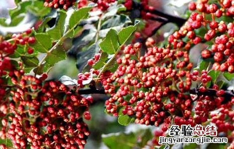 花椒水的功效与作用与主治 花椒水的功效与作用