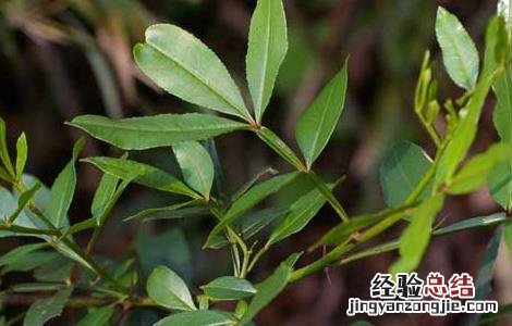 花椒水的功效与作用与主治 花椒水的功效与作用
