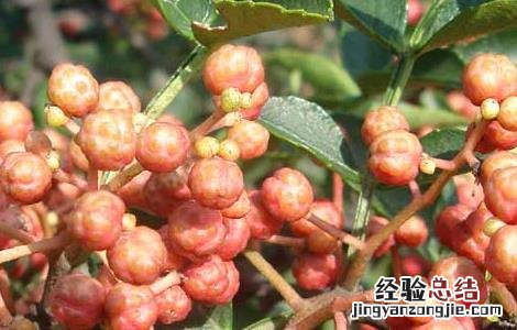 花椒水的功效与作用与主治 花椒水的功效与作用