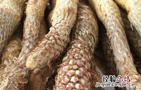 锁阳和肉苁蓉哪个好 锁阳和肉苁蓉哪个更好