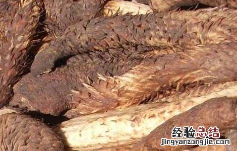 锁阳和肉苁蓉哪个好 锁阳和肉苁蓉哪个更好