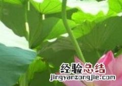 芙蓉花能水养吗 水芙蓉花的养殖方法和注意事项