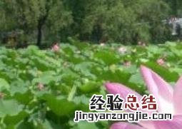 芙蓉花能水养吗 水芙蓉花的养殖方法和注意事项
