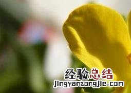 盆栽白菜花的养殖方法和步骤教程 花盆种白菜的方法
