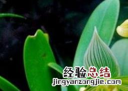 兜兰花如何养 兜兰怎么养才能开花
