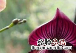 兜兰花如何养 兜兰怎么养才能开花
