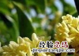 大四季桂花的养殖方法和注意事项 四季桂花的养殖与管理方法