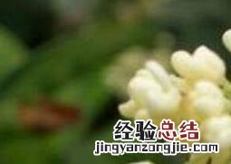 大四季桂花的养殖方法和注意事项 四季桂花的养殖与管理方法