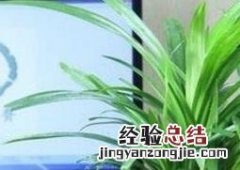 兰花水养的养殖方法和注意事项是什么 兰花水养的养殖方法和注意事项