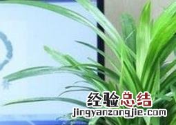 兰花水养的养殖方法和注意事项是什么 兰花水养的养殖方法和注意事项