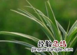 兰花水养的养殖方法和注意事项是什么 兰花水养的养殖方法和注意事项