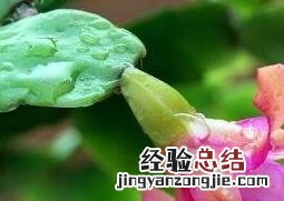 蟹爪兰怎么养才能开花 蟹爪兰怎么养