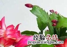 蟹爪兰怎么养才能开花 蟹爪兰怎么养