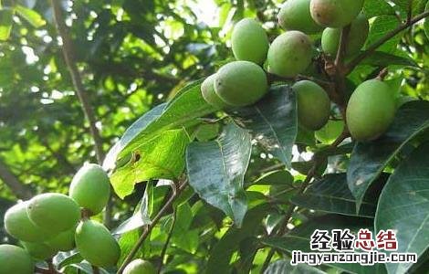 青果的功效与作用禁忌 青果的功效与作用