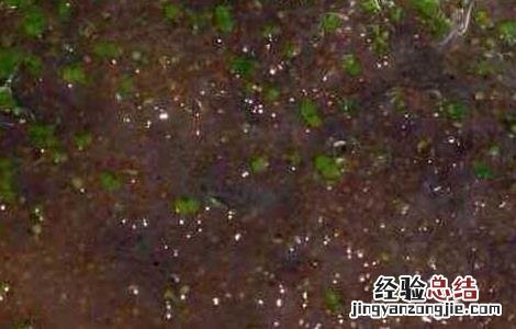 海藻面膜的功效与作用 自制海藻面膜的功效与作用