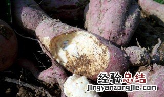 生红薯的功效与作用及营养价值 生红薯的功效与作用