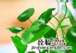 水培铜钱草的养殖方法和注意事项