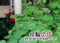 水培铜钱草的养殖方法和注意事项
