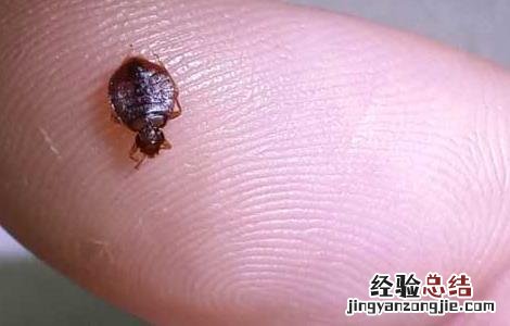 被跳蚤咬了怎么止痒什么药最好 广西 被跳蚤咬了怎么止痒