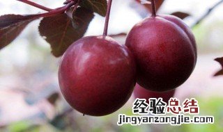 红叶李果子能吃吗 红叶李果子可以吃吗?
