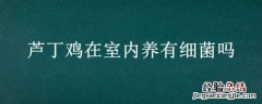 芦丁鸡可以家养吗 芦丁鸡在室内养有细菌吗