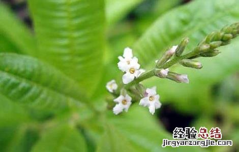 柠檬马鞭草的功效与作用禁忌 柠檬马鞭草的功效与作用