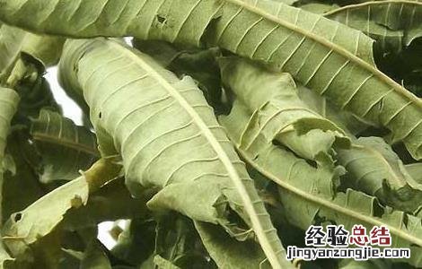 柠檬马鞭草的功效与作用禁忌 柠檬马鞭草的功效与作用